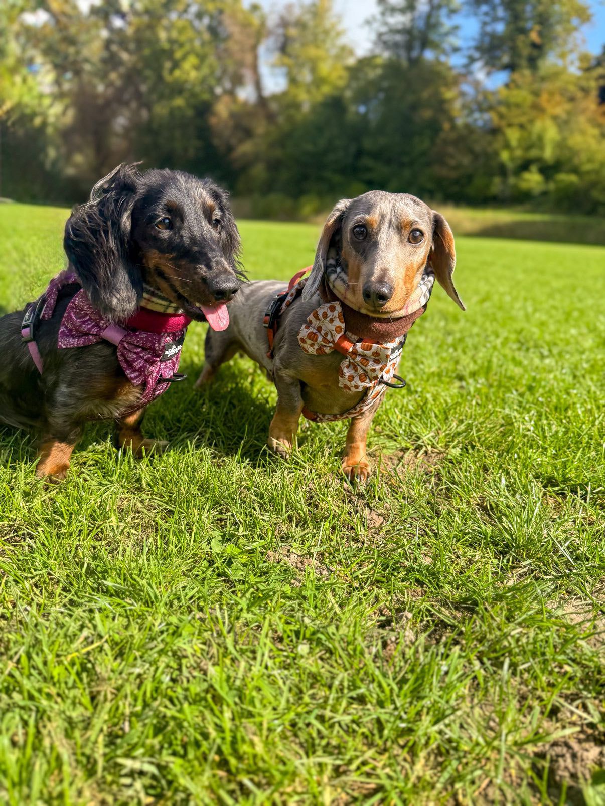 Pet Snood