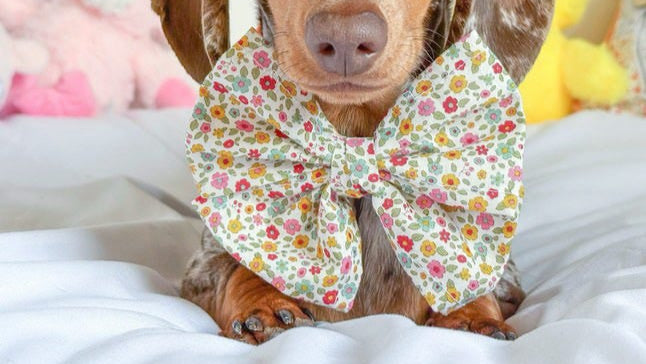 Spring - pet sailor bow