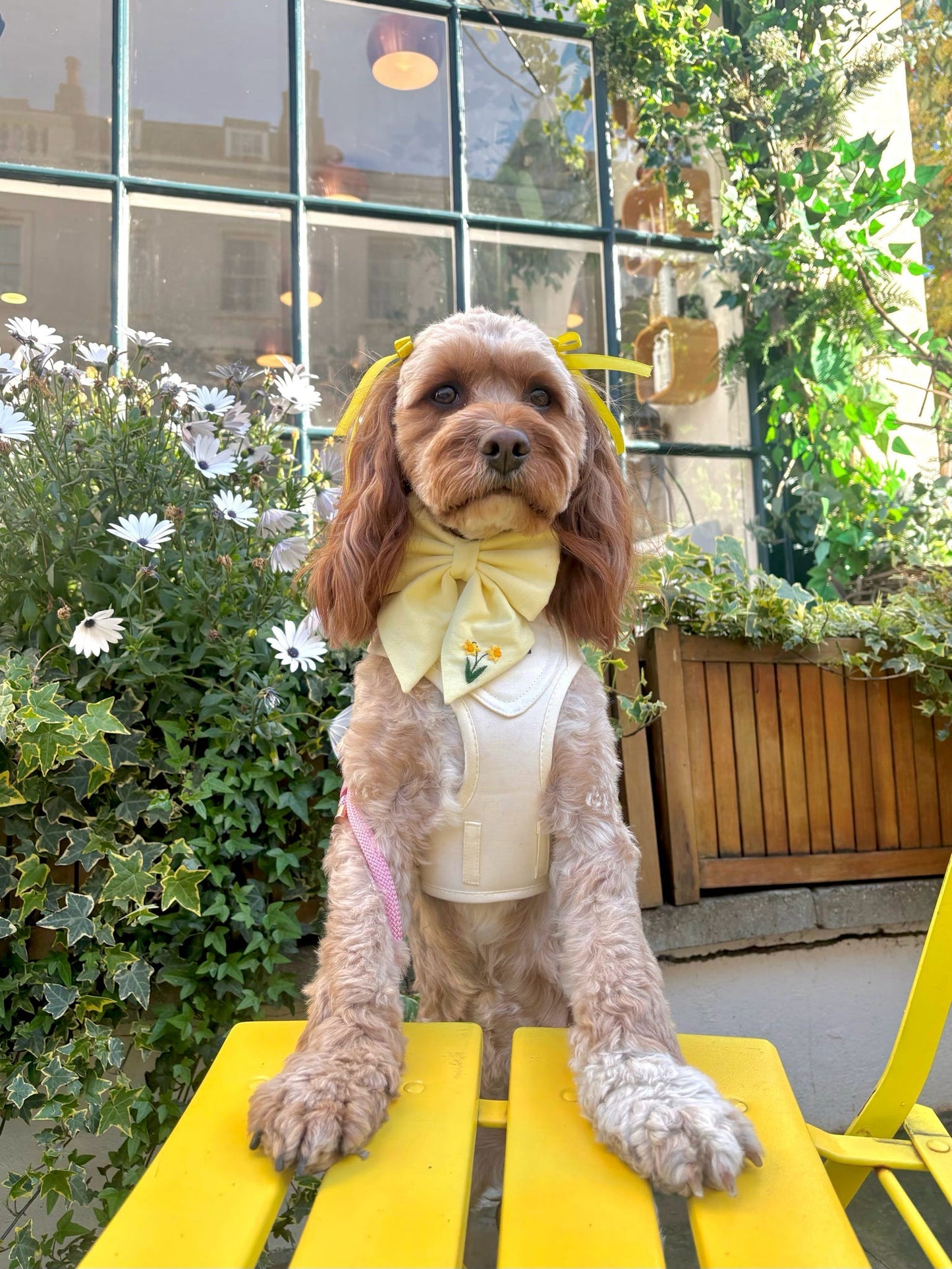 Pet Ribbon Bows