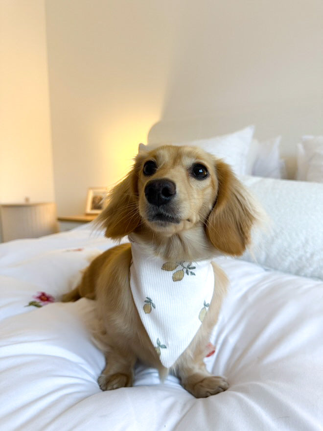 Spring - pet bandana