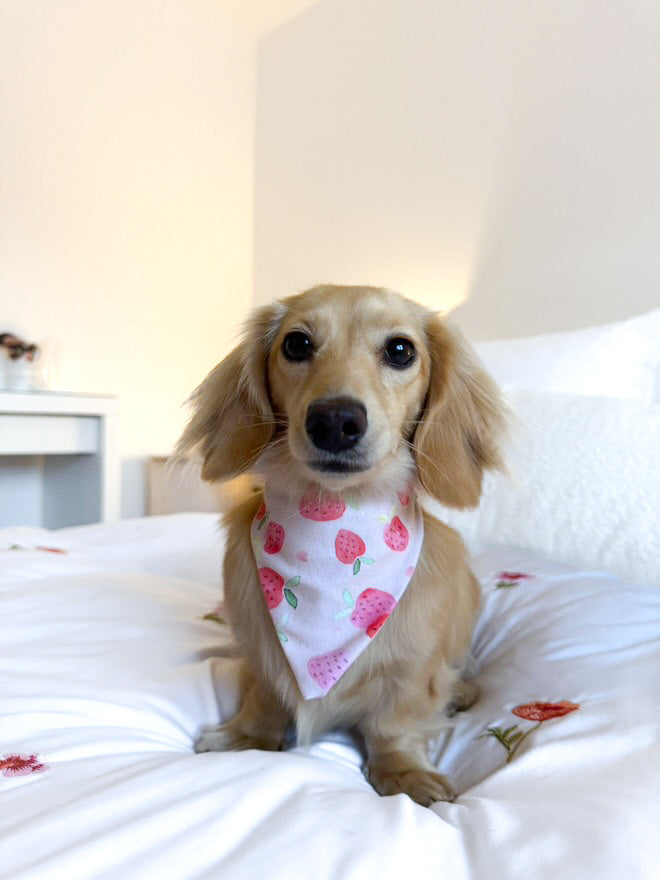 Spring - pet bandana
