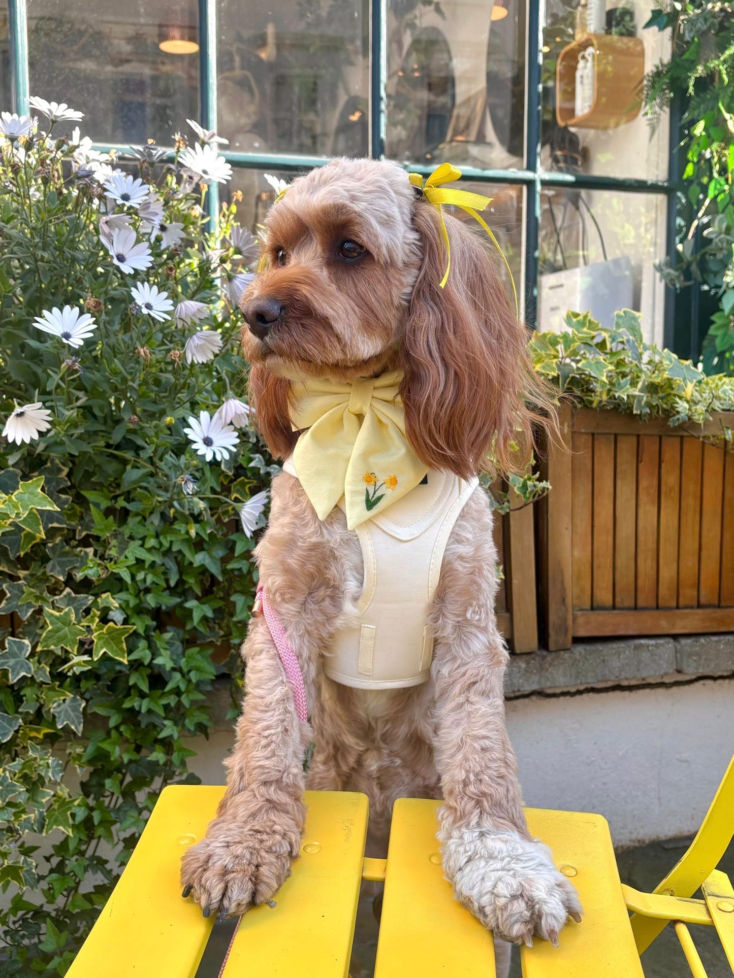 Pet Ribbon Bows
