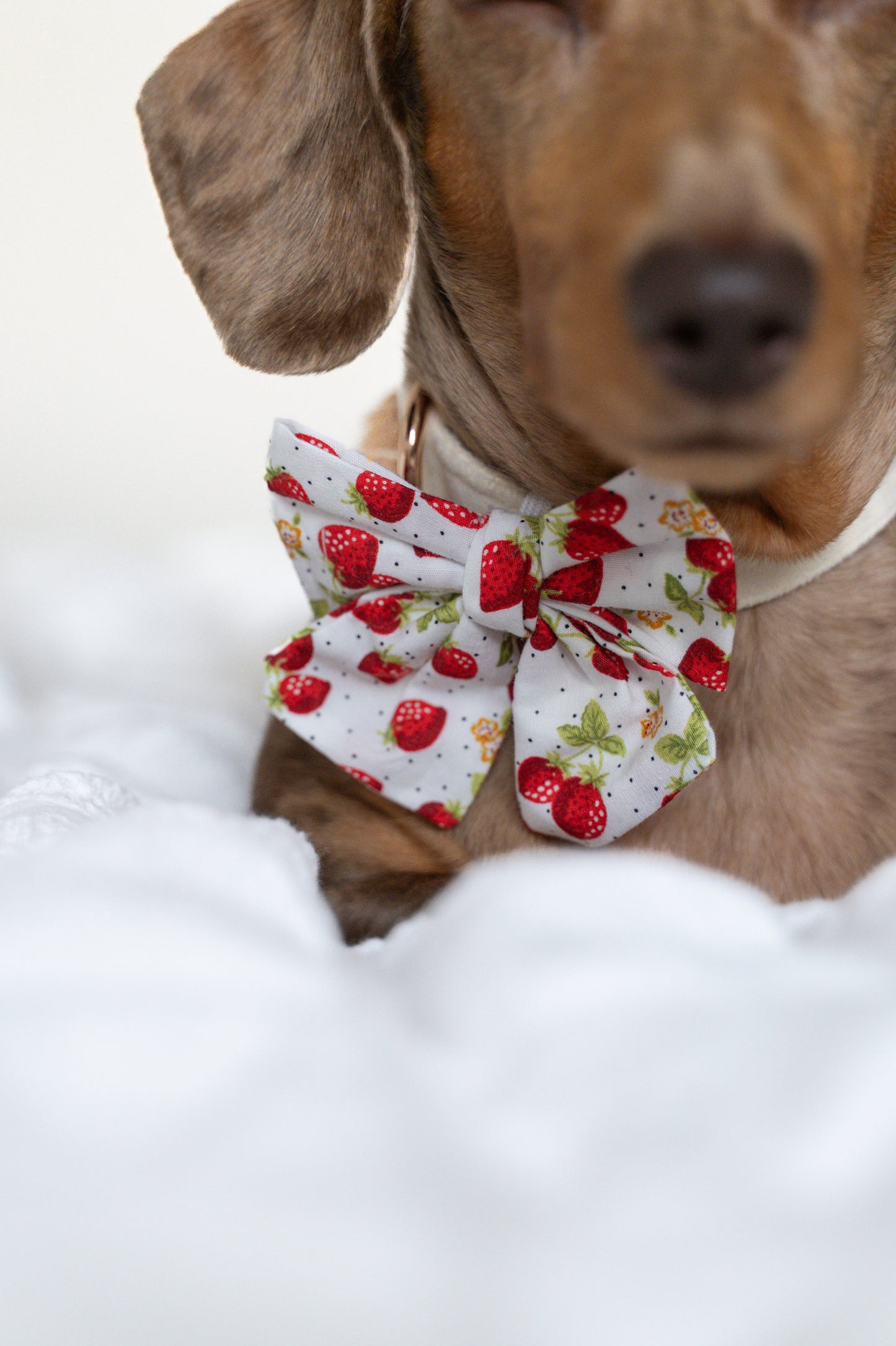Spring - pet sailor bow