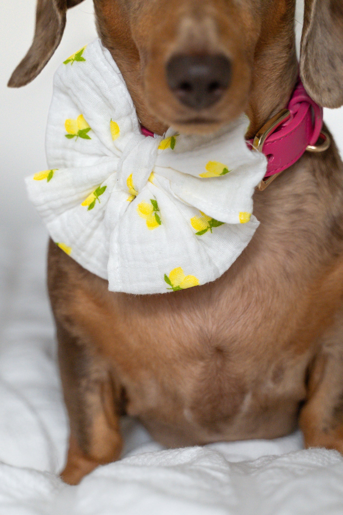 Spring - pet sailor bow