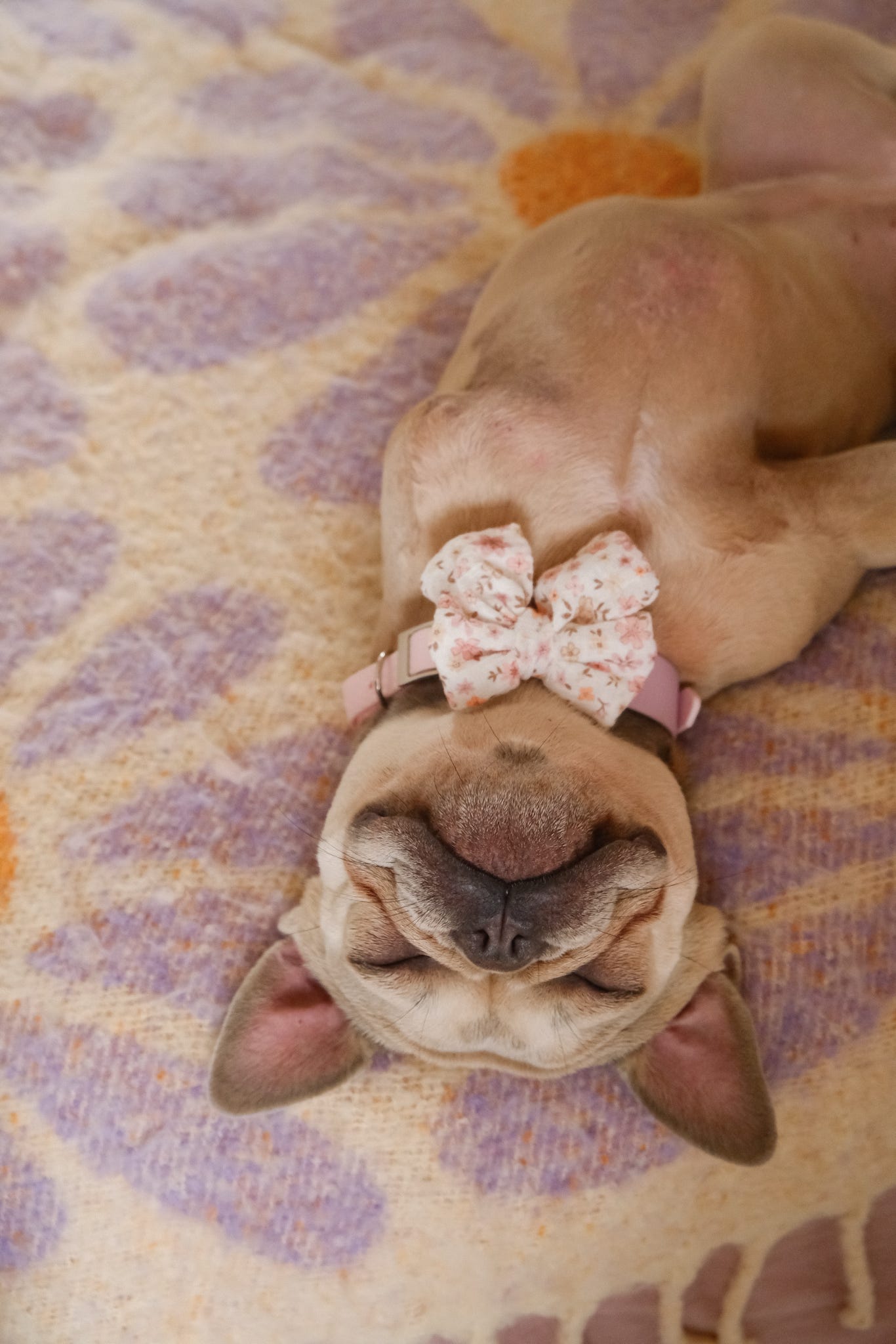 Bright summer - pet sailor bow