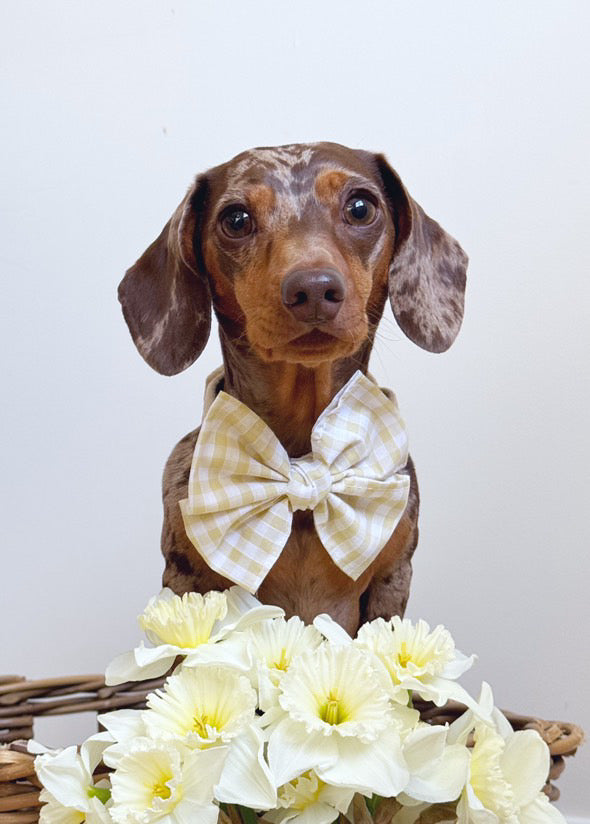 Spring - pet sailor bow
