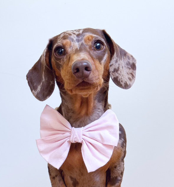 Classic - pet sailor bow