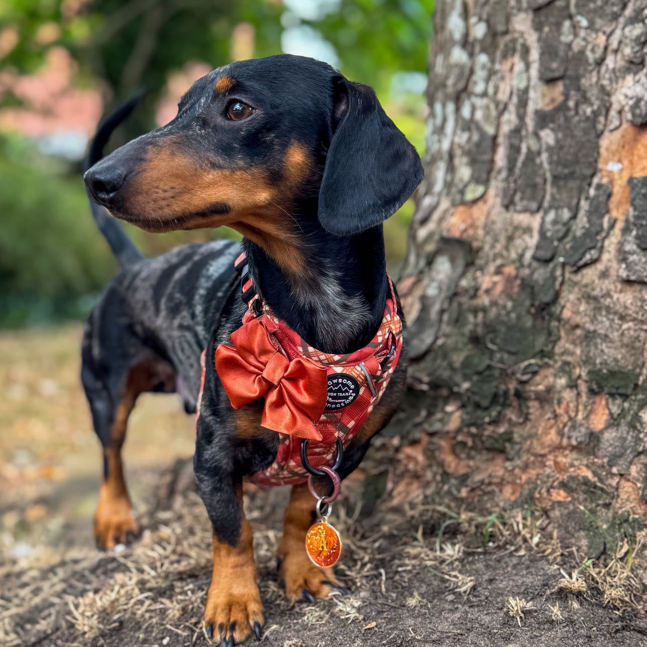 Pet Sailor Bows