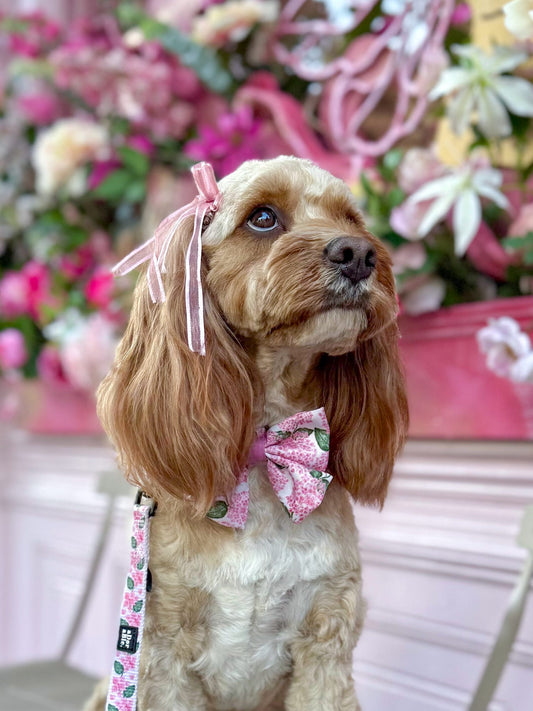 Pet Ribbon Bows