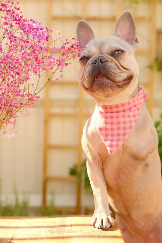 Bright summer - pet bandana