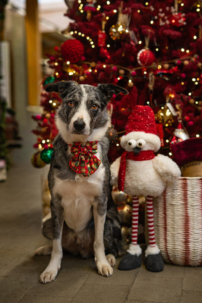 Christmas - pet sailer bow