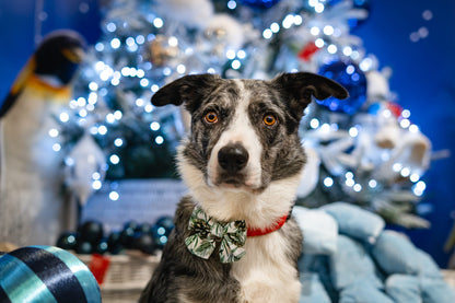 Christmas - pet sailer bow