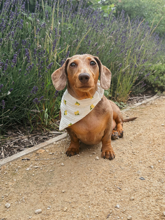 Spring - pet bandana