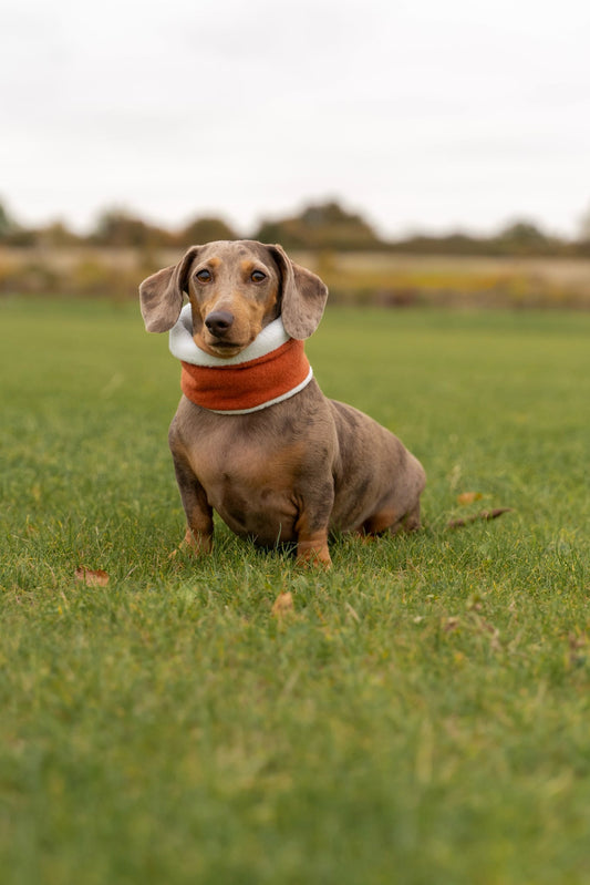 Pet Snood