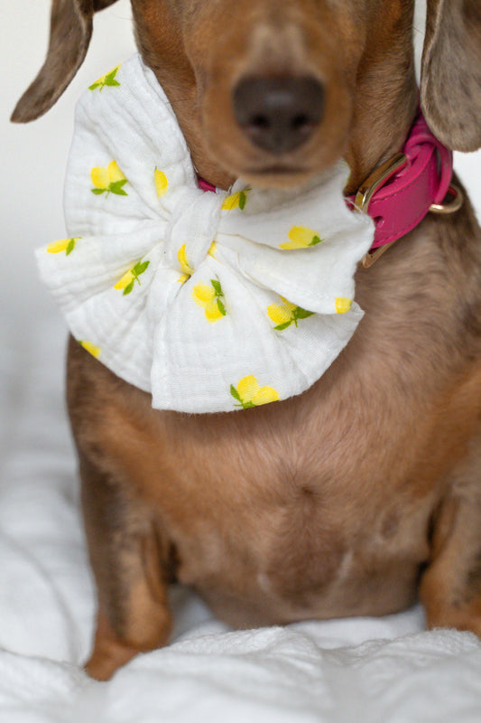 Spring - pet sailor bow