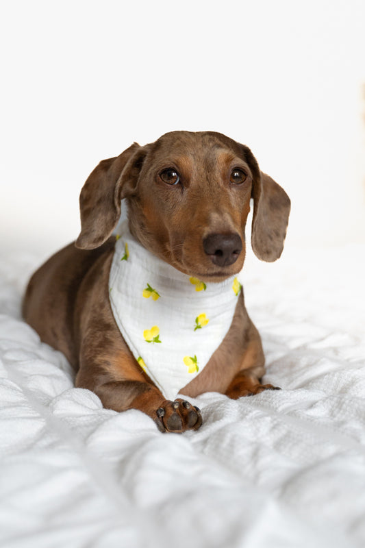 Classic - pet bandana
