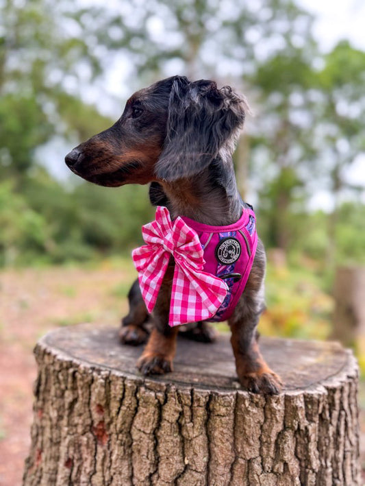 Bright summer - pet sailor bow